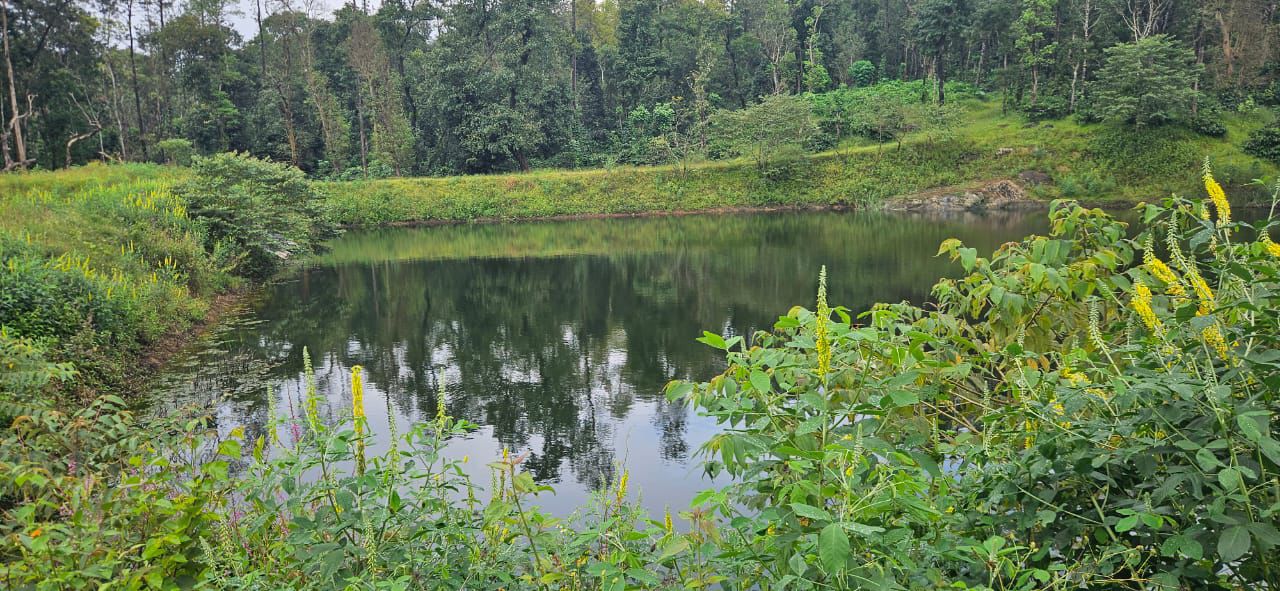 45 Acre Coffee & Pepper Estate for Sale – Near Belur 